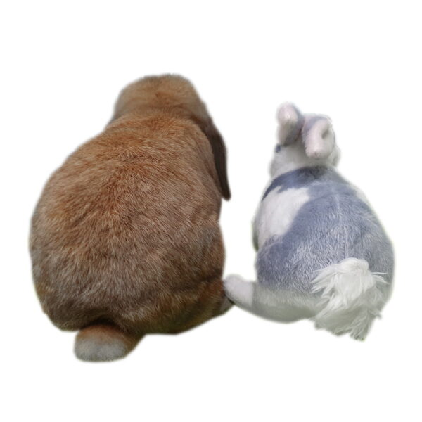 兔公仔伴侶玩具
